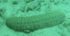 Stichopus herrmanni