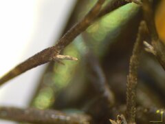 Pollanisus trimacula