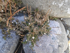 Epilobium brunnescens