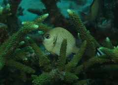 Dascyllus reticulatus