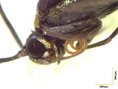 Pollanisus trimacula