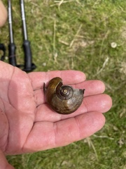 Powelliphanta marchanti
