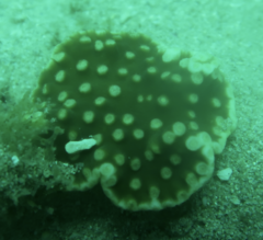 Duncanopsammia peltata