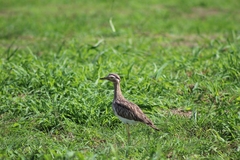 Burhinus bistriatus