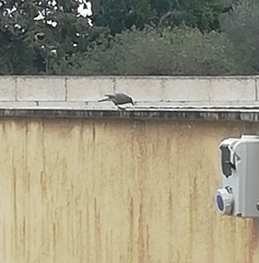 Phoenicurus ochruros