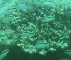 Chromis nitida