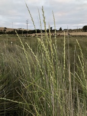 Thinopyrum obtusiflorum
