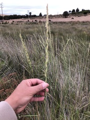 Thinopyrum obtusiflorum