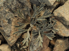 Lignocarpa carnosula