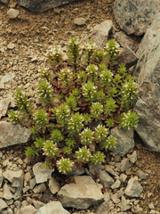 Epilobium pycnostachyum