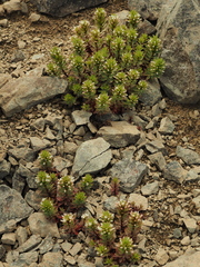 Epilobium pycnostachyum
