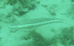 Parapercis stricticeps