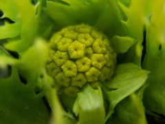 Sanicula arctopoides