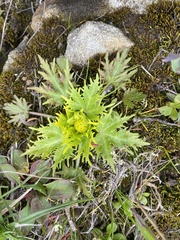 Sanicula arctopoides