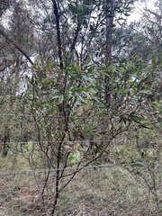 Acacia leprosa uninervia