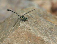 Hemigomphus heteroclytus