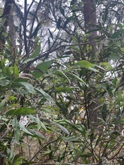 Acacia leprosa uninervia