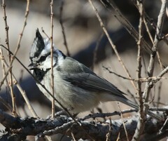 Baeolophus wollweberi
