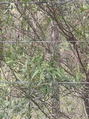 Acacia leprosa uninervia