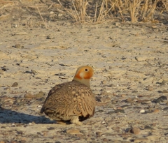 Syrrhaptes paradoxus