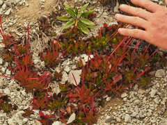 Epilobium pycnostachyum