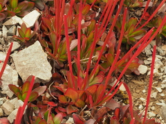 Epilobium pycnostachyum