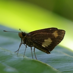 Oriens paragola