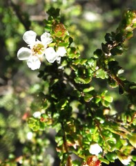 Sannantha cunninghamii