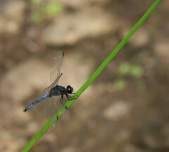 Crocothemis nigrifrons