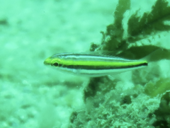 Pentapodus paradiseus