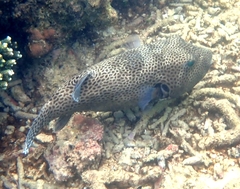 Arothron stellatus