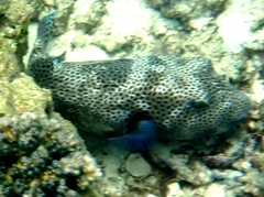 Arothron stellatus
