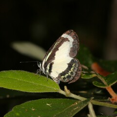 Psychonotis caelius