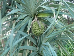 Pandanus odorifer