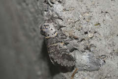 Furcula occidentalis