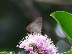 Deudorix epijarbas
