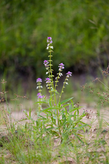 Syncolostemon bracteosus