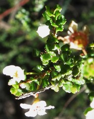 Sannantha cunninghamii