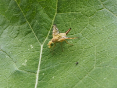 Terellia tussilaginis