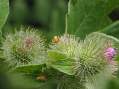 Terellia tussilaginis