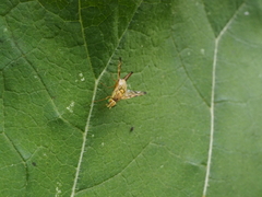 Terellia tussilaginis