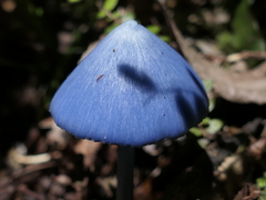 Entoloma hochstetteri