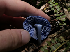 Entoloma hochstetteri