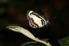 Psychonotis caelius