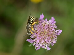 Trachusa interrupta