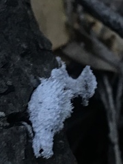 Schizophyllum