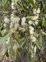 Eucalyptus arenacea