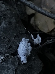 Schizophyllum