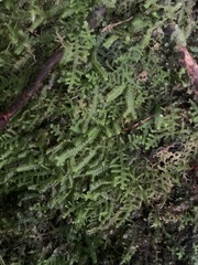 Lepidoziaceae
