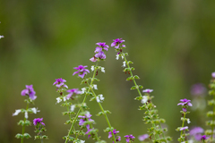 Syncolostemon bracteosus